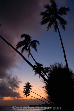 beach;beaches;cloud;clouds;cloudy;coconut-palm;coconut-palms;Cook-Is;Cook-Islands;dusk;evening;night;night_time;nightfall;ocean;Pacific;Pacific-Ocean;palm;palm-tree;palm-trees;palms;paradise;Rarotonga;sea;South-Pacific;sunset;sunsets;tropical;tropical-island;tropical-islands;tropical-palm-tree;twilight
