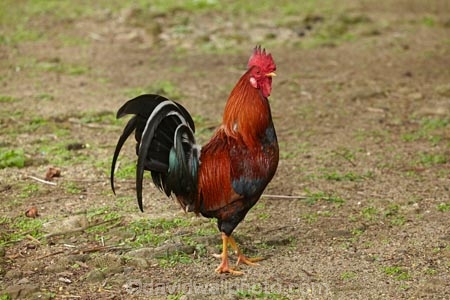 chicken;chickens;cock;Cook-Is;Cook-Islands;hen;hens;Pacific;poultry;Rarotonga;rooster;roosters;South-Pacific