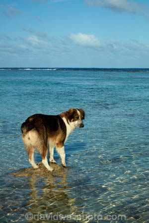 beach;Cook-Is;Cook-Islands;dog;dog-fishing;dogs;fishing;Pacific;Rarotonga;sheepdog;sheepdogs;South-Pacific;water