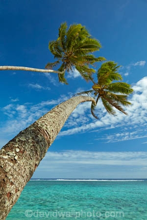 aquamarine;beach;beaches;blue;clean-water;clear-water;coconut-palm;coconut-palms;Cook-Is;Cook-Islands;ocean;Pacific;Pacific-Ocean;palm;palm-tree;palm-trees;palms;paradise;Rarotonga;sea;South-Pacific;tropcial-water;tropical;tropical-beach;tropical-island;tropical-islands;tropical-palm-tree;turquoise;two