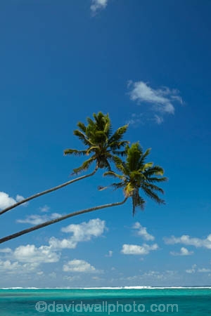 aquamarine;beach;beaches;blue;clean-water;clear-water;cobalt-blue;cobalt-ultramarine;cobaltultramarine;coconut-palm;coconut-palms;Cook-Is;Cook-Islands;ocean;Pacific;Pacific-Ocean;palm;palm-tree;palm-trees;palms;paradise;Rarotonga;sea;South-Pacific;tropcial-water;tropical;tropical-beach;tropical-island;tropical-islands;tropical-palm-tree;turquoise;twin;two