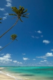 aquamarine;beach;beaches;blue;clean-water;clear-water;cobalt-blue;cobalt-ultramarine;cobaltultramarine;coconut-palm;coconut-palms;Cook-Is;Cook-Islands;ocean;Pacific;Pacific-Ocean;palm;palm-tree;palm-trees;palms;paradise;Rarotonga;sea;South-Pacific;tropcial-water;tropical;tropical-beach;tropical-island;tropical-islands;tropical-palm-tree;turquoise