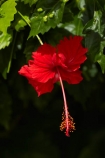 Akapuao-Tapere;bloom;blooms;Cook-Is;Cook-Islands;flower;flowers;garden;gardens;hibiscus;Hibiscus-rosa_sinensis;hibiscuses;Maire-Nui;Maire-Nui-Botanical-Gardens;Maire-Nui-Gardens;Mairie-Nui;Mairie-Nui-Botanical-Gardens;Mairie-Nui-Gardens;Pacific;plant;plants;Rarotonga;red;red-flower;red-flowers;Red-Hibiscus;South-Pacific;Titakaveka;tropical;tropical-flower;tropical-flowers;tropical-garden;tropical-gardens;tropical-island;tropical-islands;tropical-plant;tropical-plants