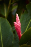 Akapuao-Tapere;alpina;bloom;blooms;Cook-Is;Cook-Islands;flower;flowers;garden;gardens;ginger-flower;Maire-Nui;Maire-Nui-Botanical-Gardens;Maire-Nui-Gardens;Mairie-Nui;Mairie-Nui-Botanical-Gardens;Mairie-Nui-Gardens;Pacific;pink;pink-flower;pink-flowers;pink-wild-ginger;plant;plants;Rarotonga;South-Pacific;Titakaveka;tropical;tropical-flower;tropical-flowers;tropical-garden;tropical-gardens;tropical-island;tropical-islands;tropical-plant;tropical-plants;Wild-ginger;Wild-ginger-flower;Wild-ginger-flowers
