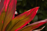 Akapuao-Tapere;Cook-Is;Cook-Islands;garden;gardens;leaf;leaves;Maire-Nui;Maire-Nui-Botanical-Gardens;Maire-Nui-Gardens;Mairie-Nui;Mairie-Nui-Botanical-Gardens;Mairie-Nui-Gardens;Pacific;plant;Rarotonga;red;red-leaves;South-Pacific;Titakaveka;tropical;tropical-garden;tropical-gardens;tropical-island;tropical-islands;tropical-plant;tropical-plants