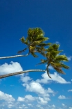 blue-skies;blue-sky;cloud;clouds;coconut-palm;coconut-palms;Cook-Is;Cook-Islands;Pacific;palm;palm-tree;palm-trees;palms;paradise;Rarotonga;South-Pacific;tropical;tropical-island;tropical-islands;tropical-palm-tree;two