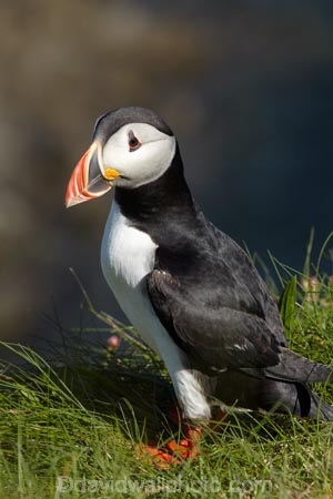 Alcidae;Alcinae;Animal;animals;Argyll-and-Bute;Atlantic-Puffin;Atlantic-Puffins;auk-family;Aves;avian;Beak;Bird;bird-watching;bird_watching;birds;Britain;Charadriiformes;Chordata;coastal;Common-Puffin;Common-Puffins;eco-tourism;eco_tourism;ecotourism;F.-arctica;Fauna;feather;feathers;Fratercula;Fratercula-arctica;Fraterculini;G.B.;GB;Great-Britain;Highlands;Inner-Hebrides;Island-of-Mull;Island-of-Staffa;Isle-of-Mull;Isle-of-Staffa;Lari;marine;Mull;Mull-Island;National-Nature-Reserve;Natural;natural-history;nature;Neoaves;Neognathae;Neornithes;Ornithology;pelagic-bird;pelagic-birds;puffin;puffins;Scotland;Scottish-Highlands;seabird-species;Stafa;Staffa;Staffa-Island;U.K.;UK;United-Kingdom;wild;wildlife