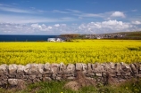agricultural;agriculture;Banffshire;blue-amp;-yellow;blue-and-yellow;blue-skies;blue-sky;Britain;British-Isles;country;countryside;crop;crops;Cullen;dry-stone-wall;dry-stone-walls;drystone-wall;drystone-walls;farm;farming;farmland;farms;field;fields;G.B.;GB;Great-Britain;horticulture;meadow;meadows;Moray;paddock;paddocks;pasture;pastures;plant;plants;rape-field;rape-fields;rapeseed;rapeseed-field;rapeseed-fields;rapeseeds;rock-wall;rock-walls;rural;Scotland;stone-wall;stone-walls;U.K.;UK;United-Kingdom;yellow;yellow-amp;-blue;yellow-and-blue;yellow-field;yellow-fields