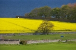 agricultural;agriculture;Berwickshire;Britain;British-Isles;country;countryside;crop;crops;Europe;farm;farming;farmland;farms;field;fields;G.B.;GB;Great-Britain;horticulture;meadow;meadows;Northfield-Farm;paddock;paddocks;pasture;pastures;plant;plants;rape-field;rape-fields;rapeseed;rapeseed-field;rapeseed-fields;rapeseeds;rural;Saint-Abbs;Scotland;Scottish-Borders;St-Abbs;St.-Abbs;U.K.;UK;United-Kingdom;yellow;yellow-field;yellow-fields