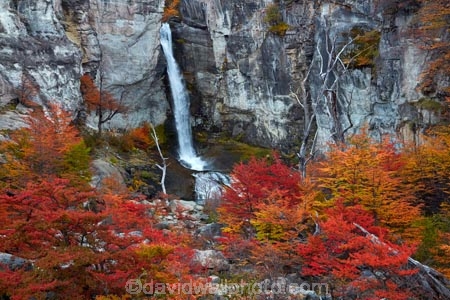 Argentina;Argentine-Patagonia;Argentine-Republic;autuminal;autumn;autumn-colour;autumn-colours;autumnal;beech;beech-tree;beech-trees;beeches;cascade;cascades;Chorrillo-del-Salto;Chorrillo-Waterfall;color;colors;colour;colours;deciduous;El-Chalten;El-Chorrillo-Waterfall;fall;falls;Glacier-National-Park;gold;golden;Latin-America;leaf;leaves;lenga;lenga-beech;lengas;Los-Glaciares;Los-Glaciares-N.P.;Los-Glaciares-National-Park;Los-Glaciares-NP;national-park;national-parks;natural;nature;Northofagus;Northofagus-pumilio;NP;orange;park;parks;Parque-Nacional-Los-Glaciares;Patagonia;Patagonian;Salto-El-Chorrillo;Santa-Cruz-Province;scene;scenic;season;seasonal;seasons;South-America;South-Argentina;Southern-Argentina;southern-beech;southern-beeches;Sth-America;travel;tree;trees;UN-world-heritage-area;UN-world-heritage-site;UNESCO-World-Heritage-area;UNESCO-World-Heritage-Site;united-nations-world-heritage-area;united-nations-world-heritage-site;water;water-fall;water-falls;waterfall;waterfalls;wet;world-heritage;world-heritage-area;world-heritage-areas;World-Heritage-Park;World-Heritage-site;World-Heritage-Sites;yellow
