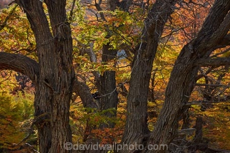 Argentina;Argentine-Patagonia;Argentine-Republic;autuminal;autumn;autumn-colour;autumn-colours;autumnal;beech;beech-tree;beech-trees;beeches;color;colors;colour;colours;deciduous;El-Chalten;fall;Glacier-National-Park;gold;golden;Latin-America;leaf;leaves;lenga;lenga-beech;lengas;Los-Glaciares;Los-Glaciares-N.P.;Los-Glaciares-National-Park;Los-Glaciares-NP;national-park;national-parks;Northofagus;Northofagus-pumilio;NP;orange;park;parks;Parque-Nacional-Los-Glaciares;Patagonia;Patagonian;Santa-Cruz-Province;season;seasonal;seasons;South-America;South-Argentina;Southern-Argentina;southern-beech;southern-beeches;Sth-America;travel;tree;trees;UN-world-heritage-area;UN-world-heritage-site;UNESCO-World-Heritage-area;UNESCO-World-Heritage-Site;united-nations-world-heritage-area;united-nations-world-heritage-site;world-heritage;world-heritage-area;world-heritage-areas;World-Heritage-Park;World-Heritage-site;World-Heritage-Sites;yellow