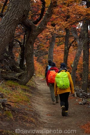 Argentina;Argentine-Patagonia;Argentine-Republic;autuminal;autumn;autumn-colour;autumn-colours;autumnal;beech;beech-tree;beech-trees;beeches;color;colors;colour;colours;deciduous;El-Chalten;fall;Glacier-National-Park;gold;golden;hiker;hikers;hiking;hiking-path;hiking-paths;hiking-trail;hiking-trails;Latin-America;leaf;leaves;lenga;lenga-beech;lengas;Los-Glaciares;Los-Glaciares-N.P.;Los-Glaciares-National-Park;Los-Glaciares-NP;M.R.;model-release;model-released;MR;national-park;national-parks;Northofagus;Northofagus-pumilio;NP;park;parks;Parque-Nacional-Los-Glaciares;Patagonia;Patagonian;path;paths;pathway;pathways;people;person;route;routes;Santa-Cruz-Province;season;seasonal;seasons;South-America;South-Argentina;Southern-Argentina;southern-beech;southern-beeches;Sth-America;track;tracks;trail;trails;tramper;trampers;tramping;tramping-trail;tramping-trails;tree;trees;trekker;trekkers;trekking;UN-world-heritage-area;UN-world-heritage-site;UNESCO-World-Heritage-area;UNESCO-World-Heritage-Site;united-nations-world-heritage-area;united-nations-world-heritage-site;walker;walkers;walking;walking-path;walking-paths;walking-trail;walking-trails;walkway;walkways;world-heritage;world-heritage-area;world-heritage-areas;World-Heritage-Park;World-Heritage-site;World-Heritage-Sites;yellow