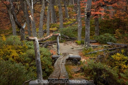 Argentina;Argentine-Patagonia;Argentine-Republic;autuminal;autumn;autumn-colour;autumn-colours;autumnal;beech;beech-tree;beech-trees;beeches;bridge;bridges;color;colors;colour;colours;deciduous;El-Chalten;fall;foot-bridge;foot-bridges;footbridge;footbridges;Glacier-National-Park;gold;golden;hiking-path;hiking-paths;hiking-trail;hiking-trails;Latin-America;leaf;leaves;lenga;lenga-beech;lengas;log-bridge;log-bridges;Los-Glaciares;Los-Glaciares-N.P.;Los-Glaciares-National-Park;Los-Glaciares-NP;national-park;national-parks;Northofagus;Northofagus-pumilio;NP;park;parks;Parque-Nacional-Los-Glaciares;Patagonia;Patagonian;path;paths;pathway;pathways;pedestrian-bridge;pedestrian-bridges;route;routes;Santa-Cruz-Province;season;seasonal;seasons;South-America;South-Argentina;Southern-Argentina;southern-beech;southern-beeches;Sth-America;track;tracks;trail;trails;tramping-trail;tramping-trails;tree;trees;UN-world-heritage-area;UN-world-heritage-site;UNESCO-World-Heritage-area;UNESCO-World-Heritage-Site;united-nations-world-heritage-area;united-nations-world-heritage-site;walking-path;walking-paths;walking-trail;walking-trails;walkway;walkways;world-heritage;world-heritage-area;world-heritage-areas;World-Heritage-Park;World-Heritage-site;World-Heritage-Sites;yellow