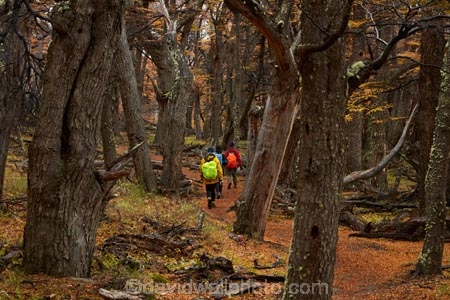 Argentina;Argentine-Patagonia;Argentine-Republic;autuminal;autumn;autumn-colour;autumn-colours;autumnal;beech;beech-tree;beech-trees;beeches;color;colors;colour;colours;deciduous;El-Chalten;fall;Glacier-National-Park;gold;golden;hiker;hikers;hiking;hiking-path;hiking-paths;hiking-trail;hiking-trails;Latin-America;leaf;leaves;lenga;lenga-beech;lengas;Los-Glaciares;Los-Glaciares-N.P.;Los-Glaciares-National-Park;Los-Glaciares-NP;M.R.;model-release;model-released;MR;national-park;national-parks;Northofagus;Northofagus-pumilio;NP;park;parks;Parque-Nacional-Los-Glaciares;Patagonia;Patagonian;path;paths;pathway;pathways;people;person;route;routes;Santa-Cruz-Province;season;seasonal;seasons;South-America;South-Argentina;Southern-Argentina;southern-beech;southern-beeches;Sth-America;track;tracks;trail;trails;tramper;trampers;tramping;tramping-trail;tramping-trails;tree;trees;trekker;trekkers;trekking;UN-world-heritage-area;UN-world-heritage-site;UNESCO-World-Heritage-area;UNESCO-World-Heritage-Site;united-nations-world-heritage-area;united-nations-world-heritage-site;walker;walkers;walking;walking-path;walking-paths;walking-trail;walking-trails;walkway;walkways;world-heritage;world-heritage-area;world-heritage-areas;World-Heritage-Park;World-Heritage-site;World-Heritage-Sites;yellow