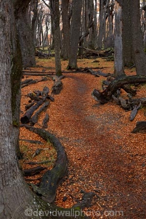 Argentina;Argentine-Patagonia;Argentine-Republic;autuminal;autumn;autumn-colour;autumn-colours;autumnal;beech;beech-tree;beech-trees;beeches;color;colors;colour;colours;deciduous;El-Chalten;fall;Glacier-National-Park;gold;golden;hiking-path;hiking-paths;hiking-trail;hiking-trails;Latin-America;leaf;leaves;lenga;lenga-beech;lengas;Los-Glaciares;Los-Glaciares-N.P.;Los-Glaciares-National-Park;Los-Glaciares-NP;national-park;national-parks;Northofagus;Northofagus-pumilio;NP;park;parks;Parque-Nacional-Los-Glaciares;Patagonia;Patagonian;path;paths;pathway;pathways;route;routes;Santa-Cruz-Province;season;seasonal;seasons;South-America;South-Argentina;Southern-Argentina;southern-beech;southern-beeches;Sth-America;track;tracks;trail;trails;tramping-trail;tramping-trails;tree;trees;UN-world-heritage-area;UN-world-heritage-site;UNESCO-World-Heritage-area;UNESCO-World-Heritage-Site;united-nations-world-heritage-area;united-nations-world-heritage-site;walking-path;walking-paths;walking-trail;walking-trails;walkway;walkways;world-heritage;world-heritage-area;world-heritage-areas;World-Heritage-Park;World-Heritage-site;World-Heritage-Sites;yellow