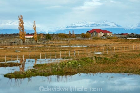 agricultural;agriculture;Argentina;Argentine-Patagonia;Argentine-Republic;autuminal;autumn;autumn-colour;autumn-colours;autumnal;color;colors;colour;colours;country;countryside;deciduous;fall;farm;farmhouse;farmhouses;farming;farmland;farms;field;fields;gold;golden;house;house-houses;houses;Latin-America;leaf;leaves;meadow;meadows;paddock;paddocks;pasture;pastures;Patagonia;Patagonian;Patagonian-steppe;rural;Santa-Cruz-Province;season;seasonal;seasons;South-America;South-Argentina;Southern-Argentina;Sth-America;tree;trees;yellow