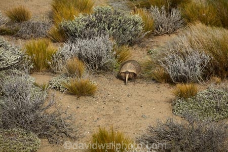 Argentina;Argentine-Patagonia;Argentine-Republic;Armadillo;Armadillos;El-Chalten;Latin-America;Patagonia;Patagonian;Santa-Cruz-Province;South-America;South-Argentina;Southern-Argentina;Sth-America