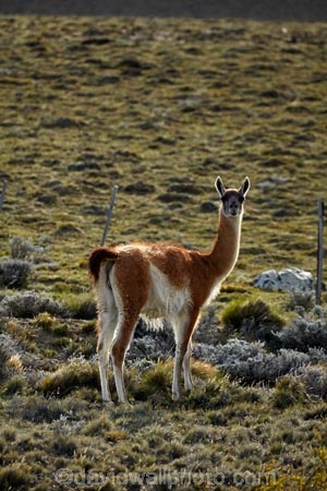 animal;animals;Argentina;Argentine-Patagonia;Argentine-Republic;guanaco;guanacos;lama;Lama-guanicoe;lamas;Latin-America;Patagonia;Patagonian;Patagonian-steppe;Santa-Cruz-Province;South-America;South-Argentina;Southern-Argentina;Sth-America;widllife;wild-lama;wild-lamas