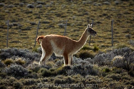 animal;animals;Argentina;Argentine-Patagonia;Argentine-Republic;guanaco;guanacos;lama;Lama-guanicoe;lamas;Latin-America;Patagonia;Patagonian;Patagonian-steppe;Santa-Cruz-Province;South-America;South-Argentina;Southern-Argentina;Sth-America;widllife;wild-lama;wild-lamas