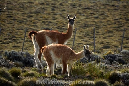 animal;animals;Argentina;Argentine-Patagonia;Argentine-Republic;guanaco;guanacos;lama;Lama-guanicoe;lamas;Latin-America;Patagonia;Patagonian;Patagonian-steppe;Santa-Cruz-Province;South-America;South-Argentina;Southern-Argentina;Sth-America;widllife;wild-lama;wild-lamas