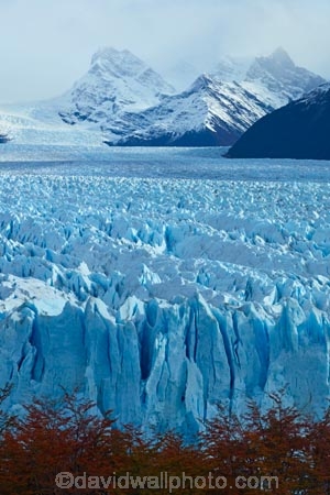 Argentina;Argentine-Patagonia;Argentine-Republic;autuminal;autumn;autumn-colour;autumn-colours;autumnal;blue-ice;cold;color;colors;colour;colours;deciduous;fall;Glaciar-Perito-Moreno;glacier;glacier-face;Glacier-National-Park;glacier-terminal-face;glacier-terminus;glaciers;gold;golden;ice;icefield;icefields;icy;Latin-America;leaf;leaves;Los-Glaciares;Los-Glaciares-N.P.;Los-Glaciares-National-Park;Los-Glaciares-NP;Magellanes-Peninsula;national-park;national-parks;NP;park;parks;Parque-Nacional-Los-Glaciares;Patagonia;Patagonian;Peninsula-Magellanes;Perito-Moreno;Perito-Moreno-Glacier;Santa-Cruz-Province;season;seasonal;seasons;South-America;South-Argentina;Southern-Argentina;Sth-America;terminal-face;terminus;travel;tree;trees;UN-world-heritage-area;UN-world-heritage-site;UNESCO-World-Heritage-area;UNESCO-World-Heritage-Site;united-nations-world-heritage-area;united-nations-world-heritage-site;world-heritage;world-heritage-area;world-heritage-areas;World-Heritage-Park;World-Heritage-site;World-Heritage-Sites;yellow