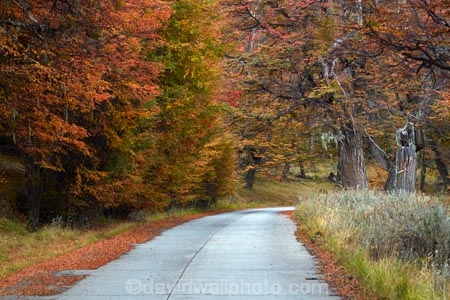 Argentina;Argentine-Patagonia;Argentine-Republic;autuminal;autumn;autumn-colour;autumn-colours;autumnal;color;colors;colour;colours;deciduous;fall;Glacier-National-Park;gold;golden;Latin-America;leaf;leaves;lenga;lenga-forest;lenga-forests;lenga-tree;lenga-trees;lengas;Los-Glaciares;Los-Glaciares-N.P.;Los-Glaciares-National-Park;Los-Glaciares-NP;Magellanes-Peninsula;national-park;national-parks;NP;park;parks;Parque-Nacional-Los-Glaciares;Patagonia;Patagonian;Peninsula-Magellanes;road;roads;Santa-Cruz-Province;season;seasonal;seasons;South-America;South-Argentina;Southern-Argentina;Sth-America;tree;trees;UN-world-heritage-area;UN-world-heritage-site;UNESCO-World-Heritage-area;UNESCO-World-Heritage-Site;united-nations-world-heritage-area;united-nations-world-heritage-site;world-heritage;world-heritage-area;world-heritage-areas;World-Heritage-Park;World-Heritage-site;World-Heritage-Sites;yellow