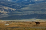 agricultural;agriculture;Argentina;Argentine-Patagonia;Argentine-Republic;country;countryside;El-Chalten;equestrian;farm;farming;farmland;farms;field;fields;horse;horses;Latin-America;meadow;meadows;paddock;paddocks;pasture;pastures;Patagonia;Patagonian;Patagonian-steppe;plain;plains;rural;Santa-Cruz-Province;South-America;South-Argentina;Southern-Argentina;Sth-America;wild-horse;wild-horses