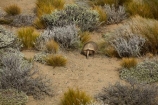 Argentina;Argentine-Patagonia;Argentine-Republic;Armadillo;Armadillos;El-Chalten;Latin-America;Patagonia;Patagonian;Santa-Cruz-Province;South-America;South-Argentina;Southern-Argentina;Sth-America