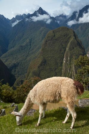 anamal;camelid;camelids;Camino-Inca;Camino-Inka;Cusco-Region;domestic-stock;Inca-Trail;Lama;Lama-Glama;lamoids;Latin-America;Llama;Llamas;Machu-Picchu;Machu-Pichu;Machupicchu-District;Peru;Republic-of-Peru;Sacred-Valley;Sacred-Valley-of-the-Incas;South-America;Sth-America;stock;tourism;travel;UN-world-heritage-area;UN-world-heritage-site;UNESCO-World-Heritage-area;UNESCO-World-Heritage-Site;united-nations-world-heritage-area;united-nations-world-heritage-site;Urubamba-Province;world-heritage;world-heritage-area;world-heritage-areas;World-Heritage-Park;World-Heritage-site;World-Heritage-Sites