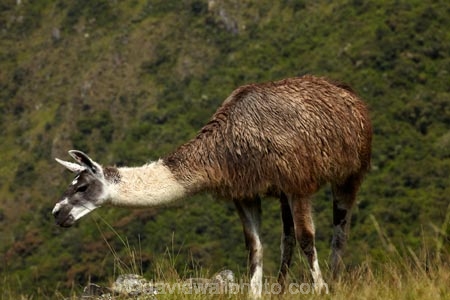 anamal;camelid;camelids;Camino-Inca;Camino-Inka;Cusco-Region;domestic-stock;Inca-Trail;Lama;Lama-Glama;lamoids;Latin-America;Llama;Llamas;Machu-Picchu;Machu-Pichu;Machupicchu-District;Peru;Republic-of-Peru;Sacred-Valley;Sacred-Valley-of-the-Incas;South-America;Sth-America;stock;UN-world-heritage-area;UN-world-heritage-site;UNESCO-World-Heritage-area;UNESCO-World-Heritage-Site;united-nations-world-heritage-area;united-nations-world-heritage-site;Urubamba-Province;world-heritage;world-heritage-area;world-heritage-areas;World-Heritage-Park;World-Heritage-site;World-Heritage-Sites