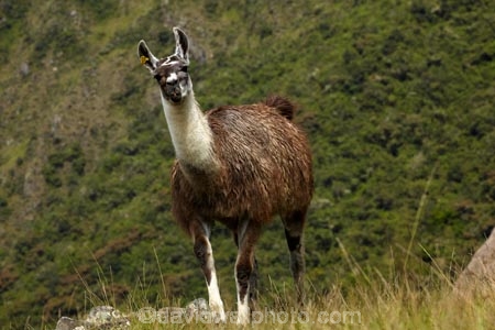 anamal;camelid;camelids;Camino-Inca;Camino-Inka;Cusco-Region;domestic-stock;Inca-Trail;Lama;Lama-Glama;lamoids;Latin-America;Llama;Llamas;Machu-Picchu;Machu-Pichu;Machupicchu-District;Peru;Republic-of-Peru;Sacred-Valley;Sacred-Valley-of-the-Incas;South-America;Sth-America;stock;UN-world-heritage-area;UN-world-heritage-site;UNESCO-World-Heritage-area;UNESCO-World-Heritage-Site;united-nations-world-heritage-area;united-nations-world-heritage-site;Urubamba-Province;world-heritage;world-heritage-area;world-heritage-areas;World-Heritage-Park;World-Heritage-site;World-Heritage-Sites