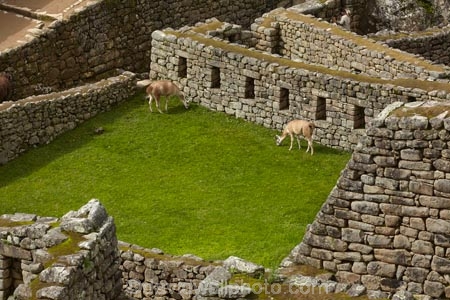 anamal;ancient;ancient-culture;archaeology;attraction;block;blocks;building;buildings;camelid;camelids;Camino-Inca;Camino-Inka;Cusco-Region;destination;domestic-stock;heritage;historic;historic-building;historic-buildings;historical;historical-building;historical-buildings;history;Inca;Inca-Citadel;Inca-City;Inca-masonry;Inca-Ruins;Inca-site;inca-stone-wall;Inca-Stonework;Inca-Trail;Inka;Lama;Lama-Glama;lamoids;Latin-America;Llama;Llamas;lost-city;Machu-Picchu;Machu-Pichu;Machupicchu-District;masonry;old;Peru;Republic-of-Peru;rock-wall;ruin;ruins;Sacred-Valley;Sacred-Valley-of-the-Incas;South-America;Sth-America;stock;stone-block;stone-blocks;stone-masonry;stone-wall;stone-walls;tourist-attraction;tourist-site;tourist-sites;tradition;traditional;UN-world-heritage-area;UN-world-heritage-site;UNESCO-World-Heritage-area;UNESCO-World-Heritage-Site;united-nations-world-heritage-area;united-nations-world-heritage-site;Urubamba-Province;Urubamba-Valley;world-heritage;world-heritage-area;world-heritage-areas;World-Heritage-Park;World-Heritage-site;World-Heritage-Sites