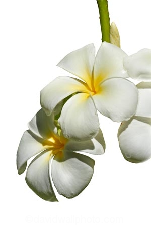 Fij;flower;flowers;Frangipani;Plumeria;South-Pacific;tropical;cutout;cut;out;white