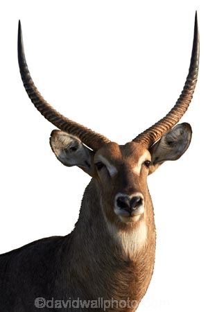 Africa;animal;antelope;waterbuck;horn;horns;Kobus-ellipsiprymnus;Kobus-ellipsiprymnus-ellipsiprymnus;male;mammal;Southern-Africa;wildlife;cutout;cut;out