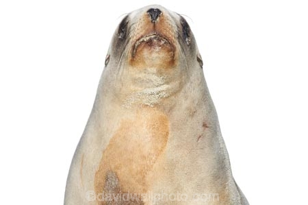 animal;Hookers-Sea-Lion;juvenile;mammal;marine;New-Zealand;Sea;Lion;NZ;Phocarctos-hookeri;pup;wildlife;cutout;cut;out