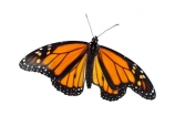 animal;Asclepias;Danaus-plexippus;insect;invertebrate;Monarch;Butterfly;orange;cutout;cut;out;orange;black