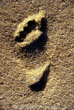 back-grounds;beach;beaches;close-up,background;close_up;color;colors;colour;colours;detail;detailed;details;ephemeral;Kiwi-icon;Kiwi-icons;kiwiana;sandy