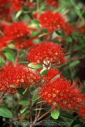 crimson;flower;green;leaf;leaves;native;nature;new-zealand;red