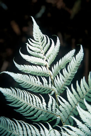 cyathea-dealbata;cyatheaceae;emblem;fern;ferns;frond;fronds;grey;icon;icons;logo;native;nature;new-zealand;plant;plants;ponga;pongas;punga;pungas;silver-fern;symbol;symbols;tree-fern;white