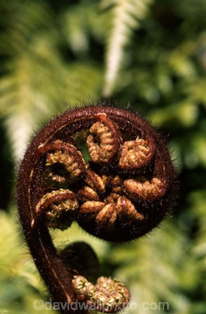 fern;ferns;frond;fronds;green;icon;icons;koru;native;nature;new-zealand;ponga;punga;radiate;symbol;symbols