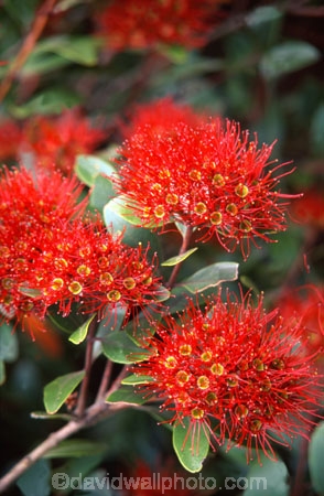 crimson;flower;green;leaf;leaves;Metrosideros-umbellata;native;nature;new-zealand;red