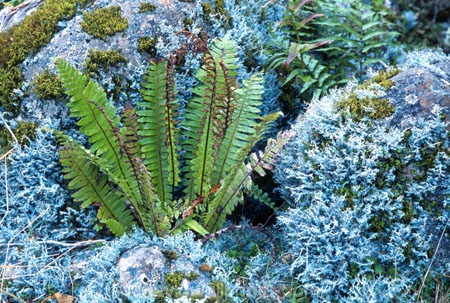 bush;fern;forest;frond;fronds;green;icon;icons;native;nature;new-zealand;radiate;symbol;symbols