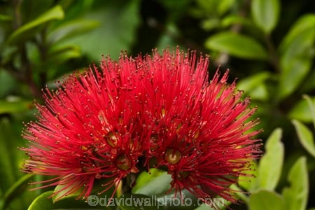 crimson;crimson-flower;crimson-flowers;Dunedin;flower;flowers;metrosideros-excelsa;N.Z.;native;native-plant;native-plants;New-Zealand;NZ;Otago;plant;plants;pohutakawa;pohutakawas;pohutukawa;pohutukawa-flower;pohutukawa-flowers;pohutukawa-tree;pohutukawa-trees;pohutukawas;red;red-flower;red-flowers;S.I.;SI;South-Is;South-Island;summer;tree;trees