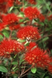 crimson;flower;green;leaf;leaves;native;nature;new-zealand;red