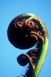 ferns;fronds;icon;icons;koru;native;nature;ponga;symbol;symbols