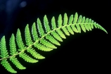 ferns;fronds;green;icon;icons;native;nature;new-zealand;symbol;symbols