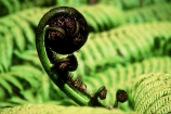 fern;ferns;frond;fronds;green;icon;icons;koru;native;nature;new-zealand;radiate;symbol;symbols