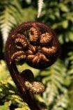 fern;ferns;frond;fronds;green;icon;icons;koru;native;nature;new-zealand;ponga;punga;radiate;symbol;symbols