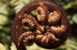 fern;ferns;frond;fronds;green;icon;icons;koru;native;nature;new-zealand;ponga;punga;radiate;symbol;symbols