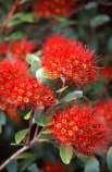 crimson;flower;green;leaf;leaves;Metrosideros-umbellata;native;nature;new-zealand;red